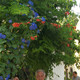 Panayiotis, 81