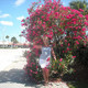 Tetyana Leonidivna Verhoog, 58 (2 ����, 0 �����)